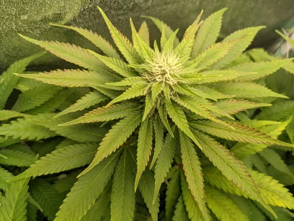 Please help diagnosing this problem first time grower