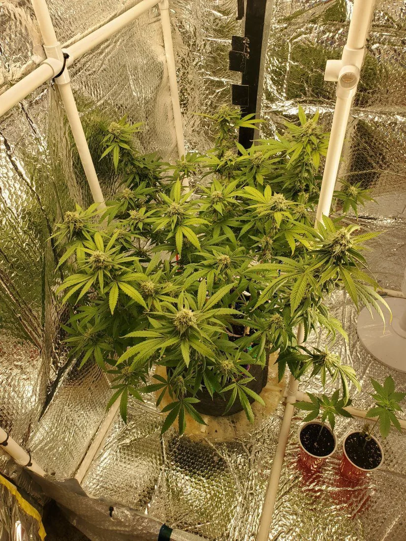 Please help fan leaves sugar leaves and buds affected complete details inside 2