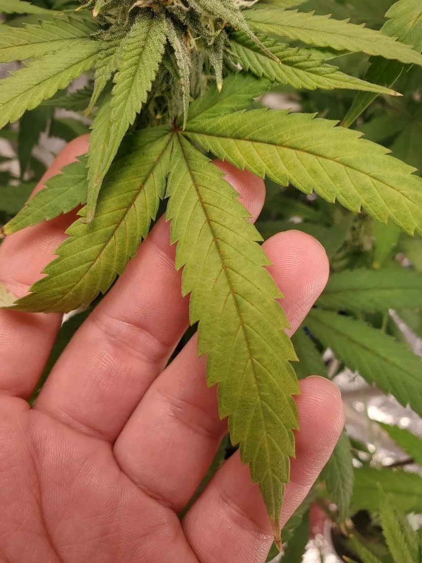 Please help fan leaves sugar leaves and buds affected complete details inside 3
