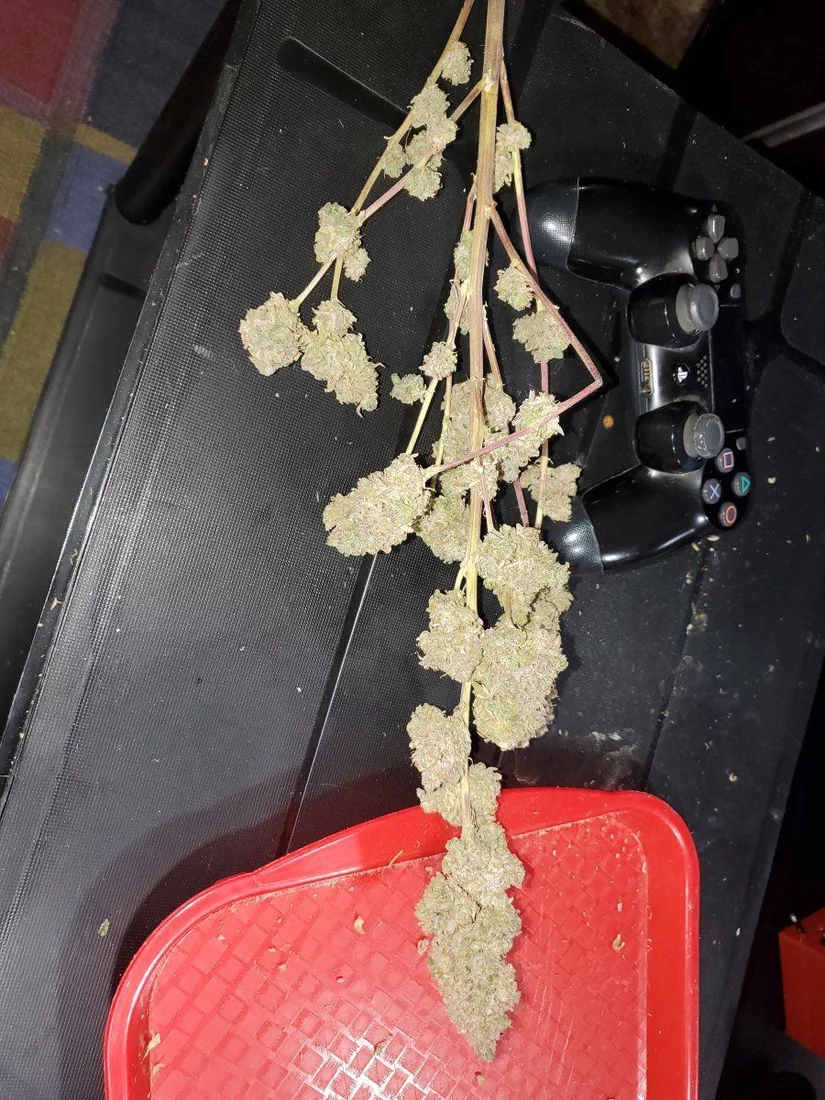 Please help fan leaves sugar leaves and buds affected complete details inside 7