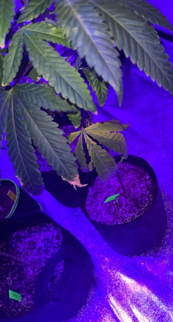 Please help first time grower how often should i watergive nutrients