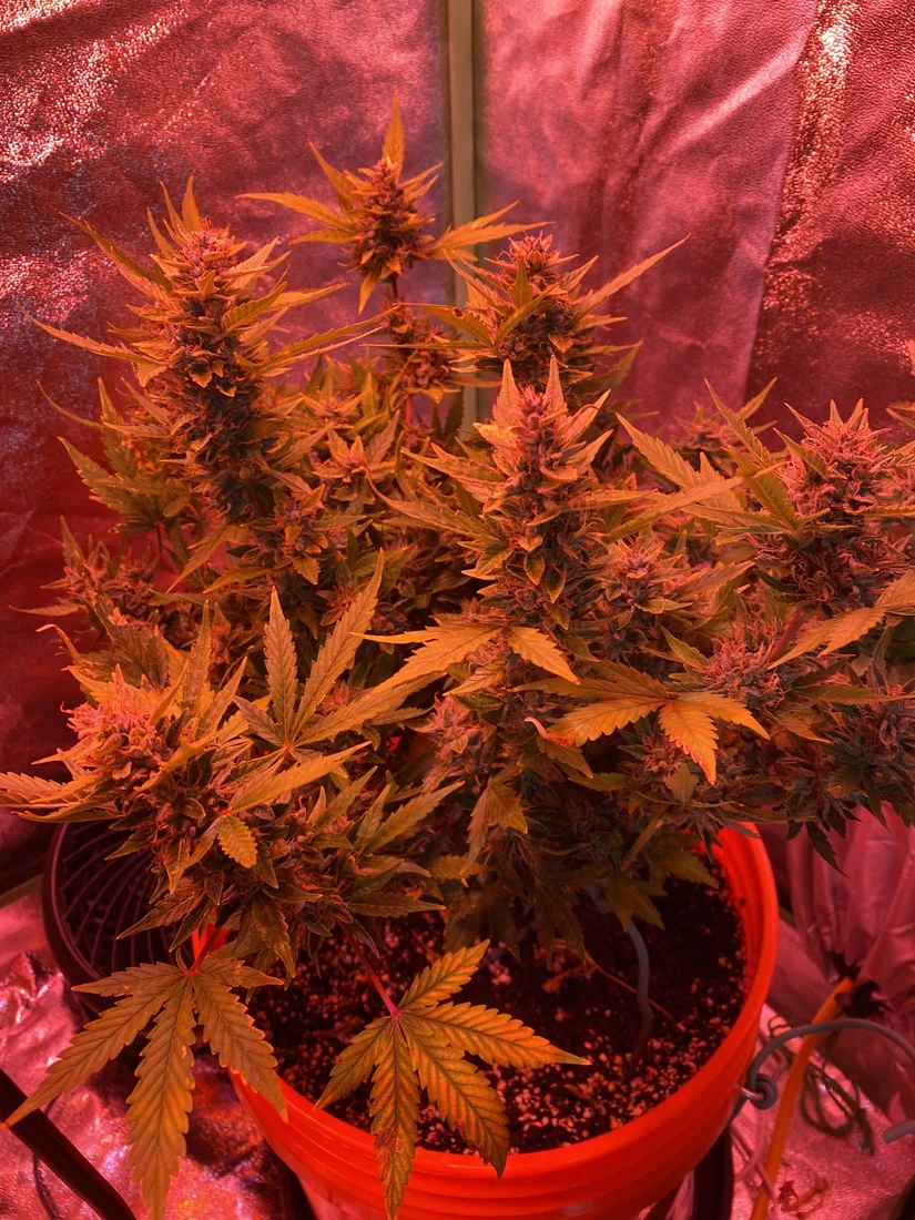 Please help me determine if something is wrong with my gg4 autoflower