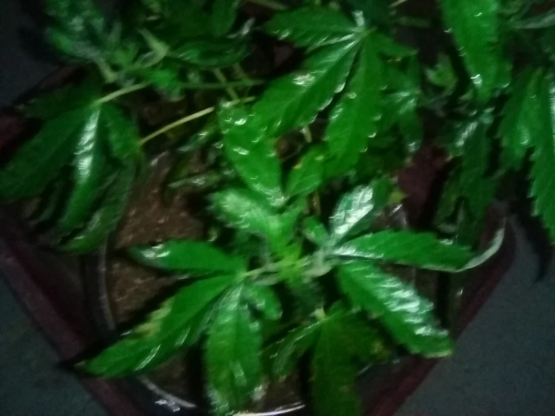 Please help my leaves are dying curling up and turning weird colors