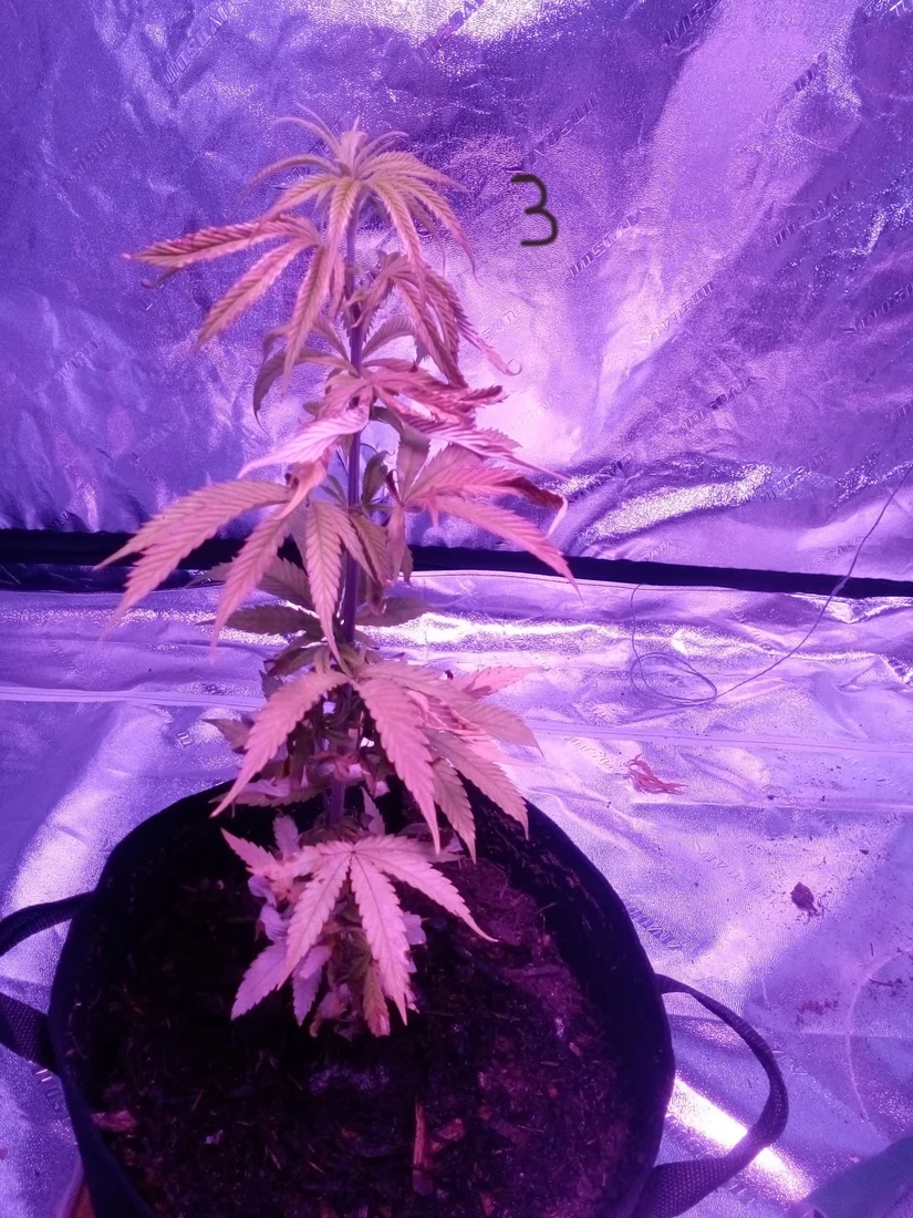 Please help not sure whats wrong 8