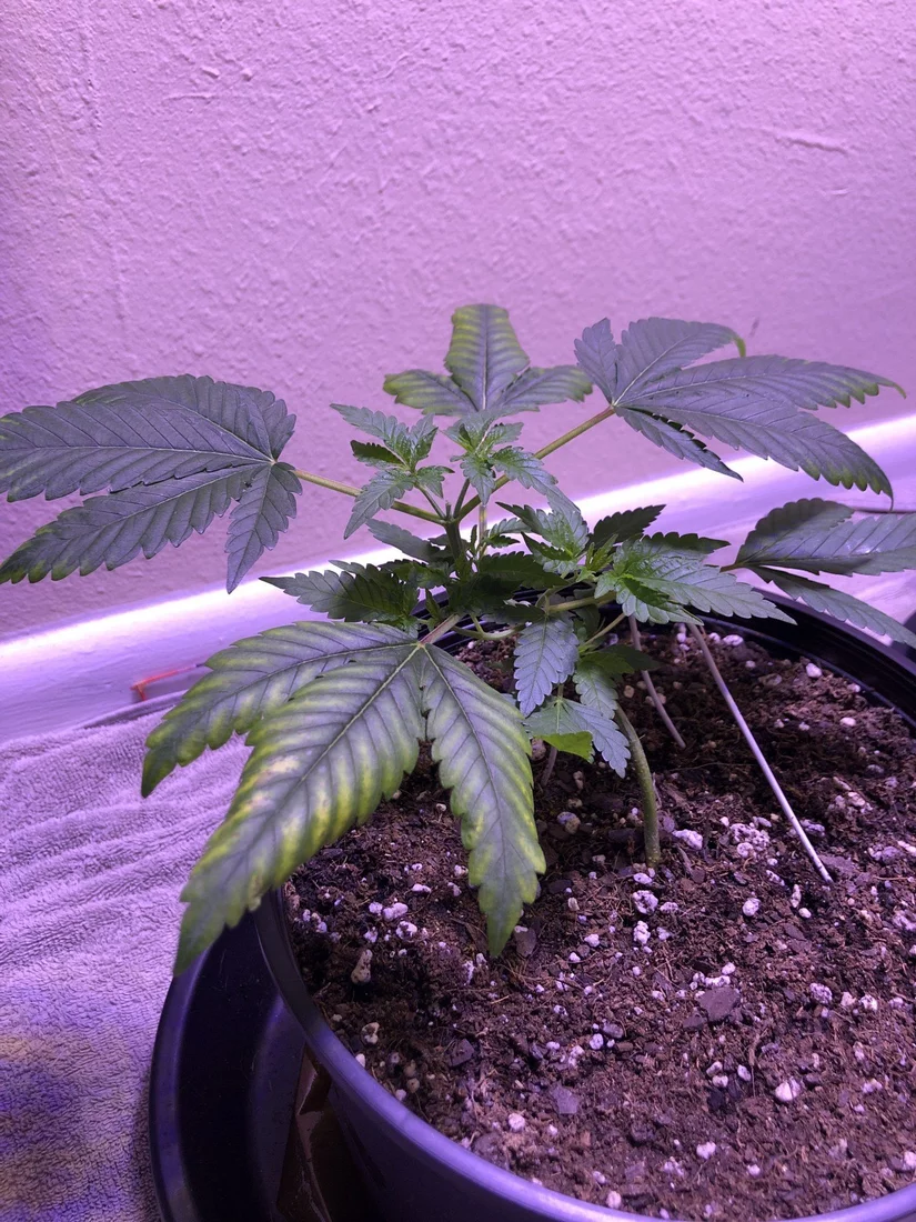 Please help the leaves are turning a weird yellowbrown 2