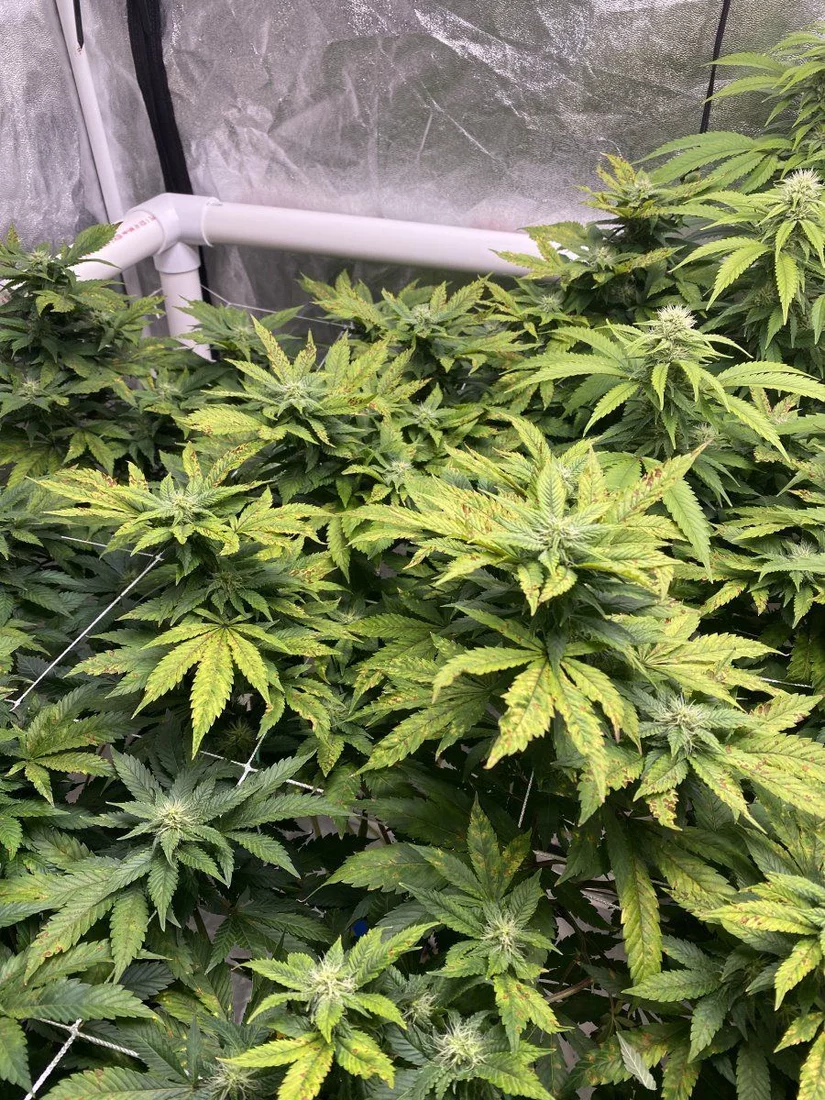 Please help yellowing with brownred spots everywhere 2