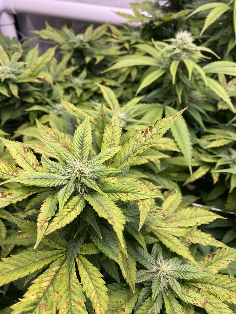 Please help yellowing with brownred spots everywhere