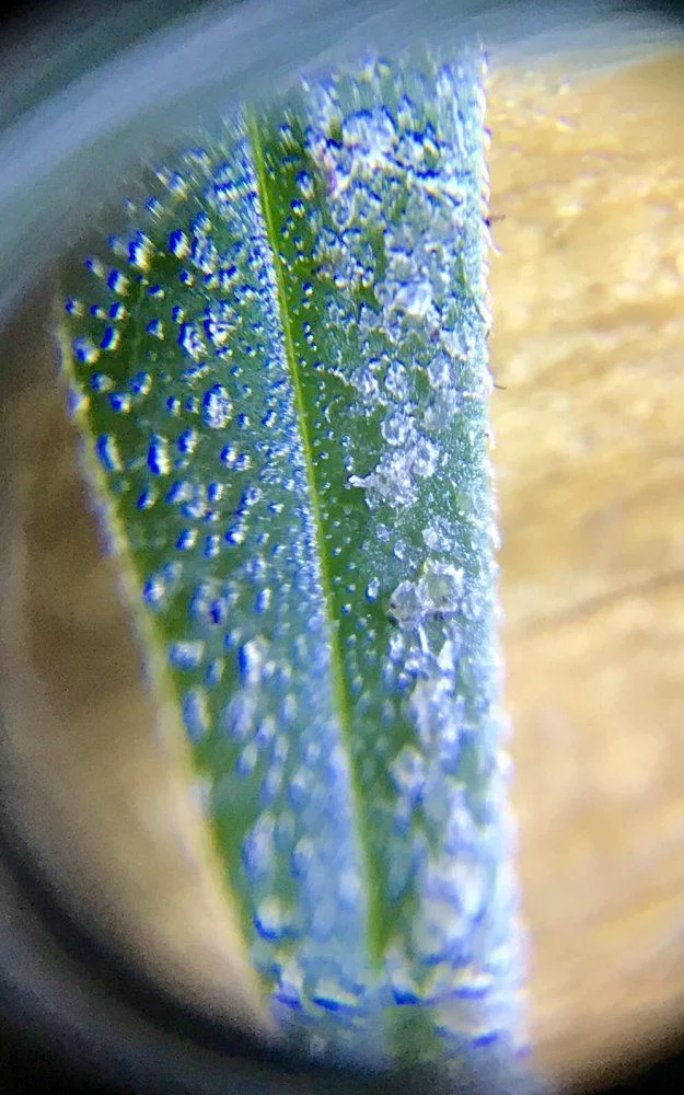 Possible pest or fungi eye loupe photos included 2