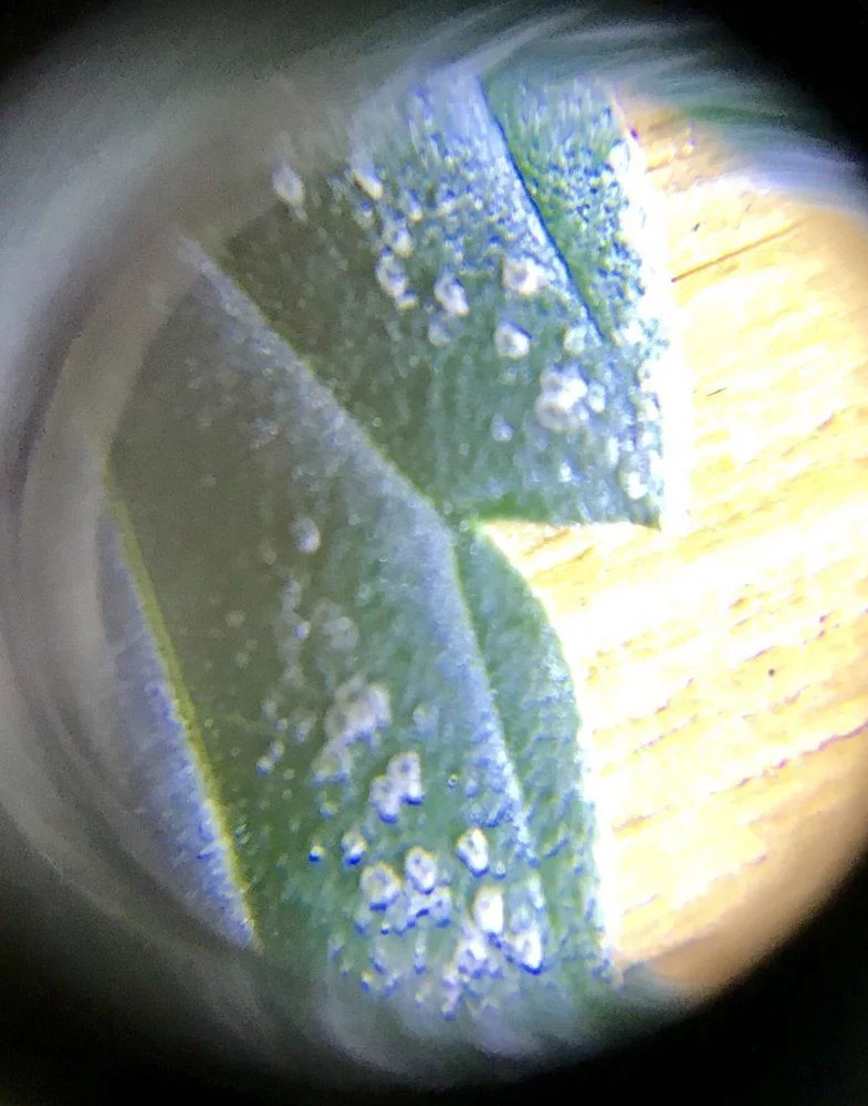 Possible pest or fungi eye loupe photos included