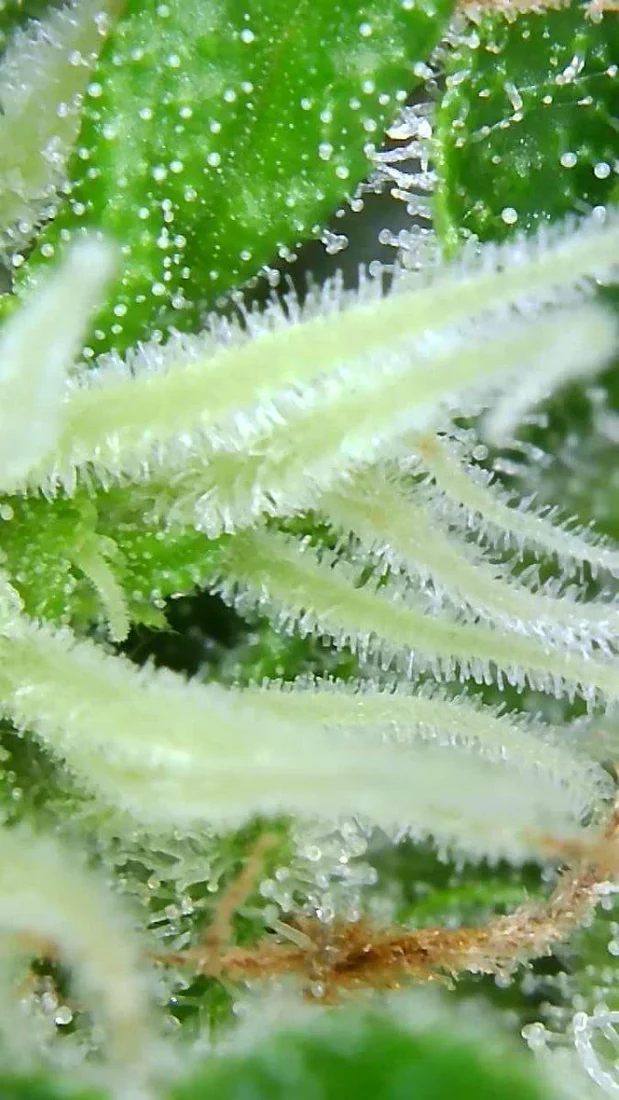 Post your treasured trichomes here 2