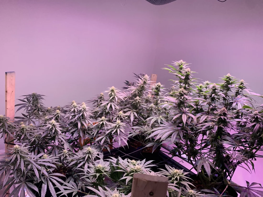 Posting up my current grow 20