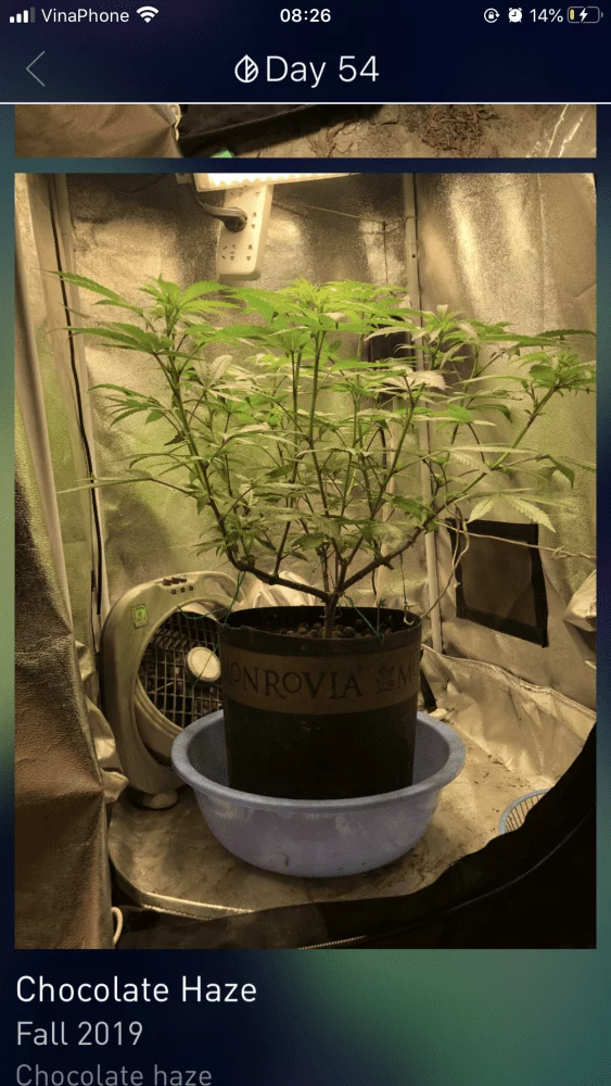 Pot size and transplant in flower stage