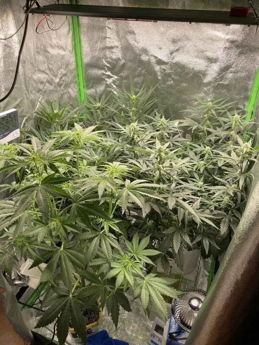 Problem with high rh inside the tent 4