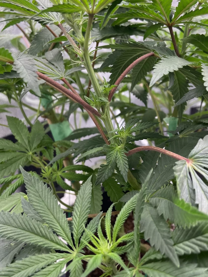 Purple fan leaf stems  help