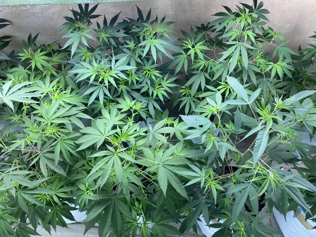 Question about introducing nutes to my grow along with ocean forest soil 5