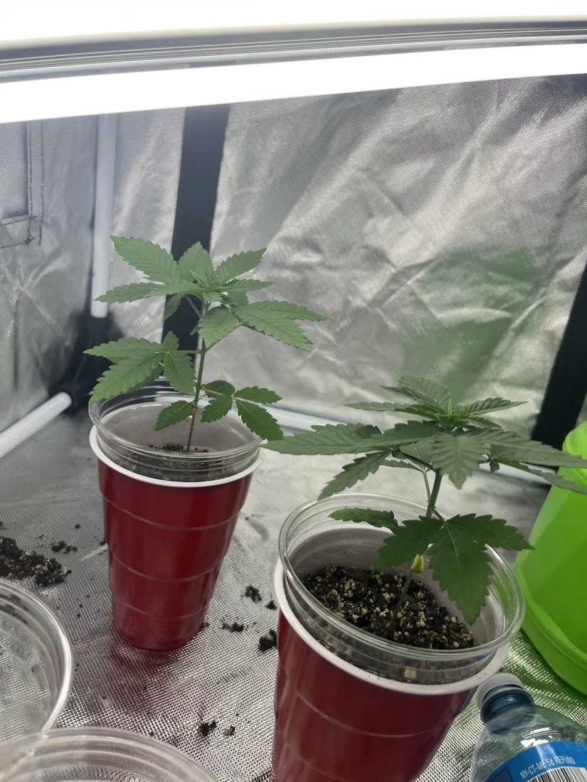 Question about plant growth during age