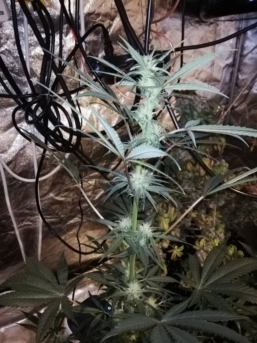 Question i have a close to harvest durban poison  i need advice when to cut and if you recomme 4