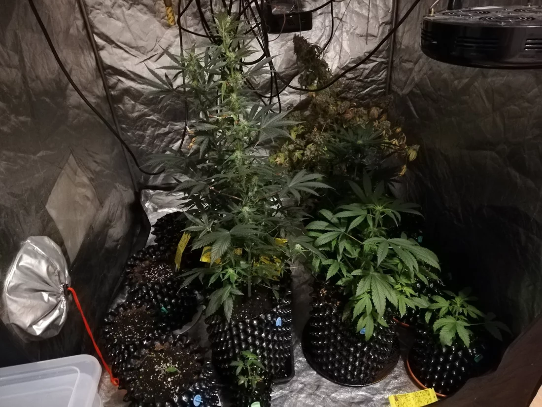 Question i have a close to harvest durban poison  i need advice when to cut and if you recomme