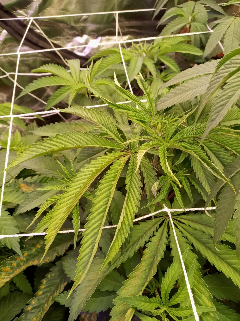 Rookie grower in need of some help 2