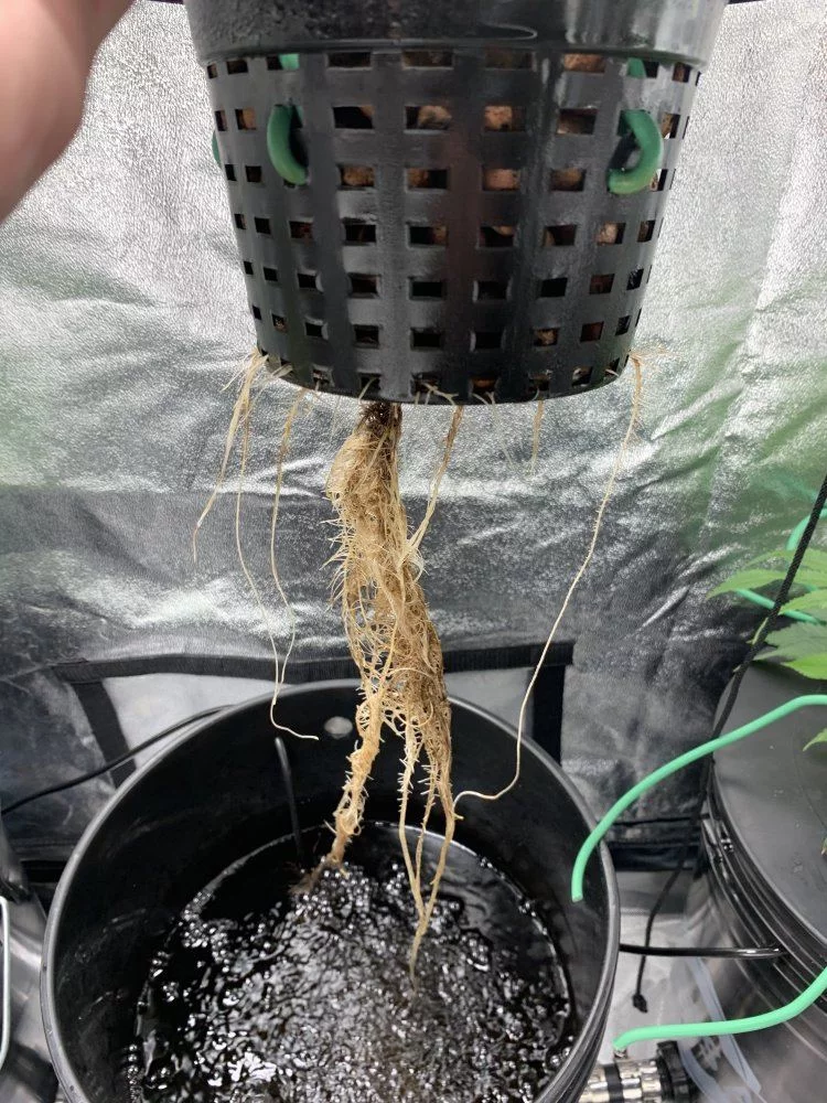 Root issues