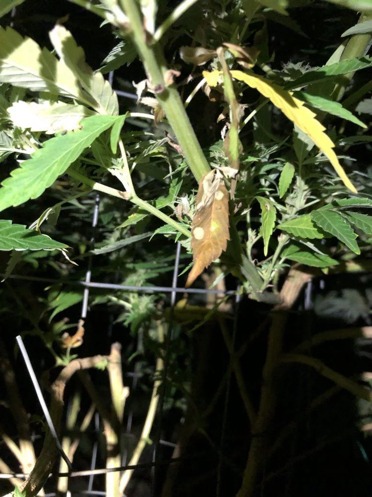 Root rot and fungus gnat treatment options  spider mites as well help