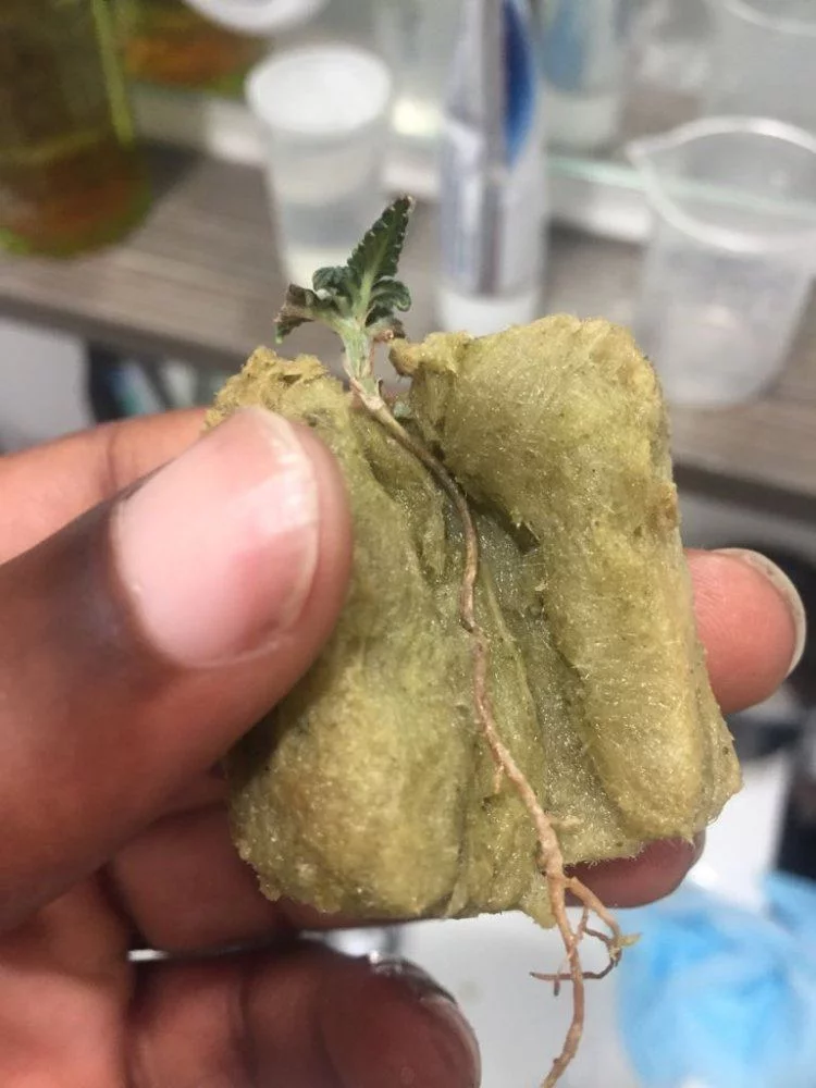 Root rot in new plantseedling 6
