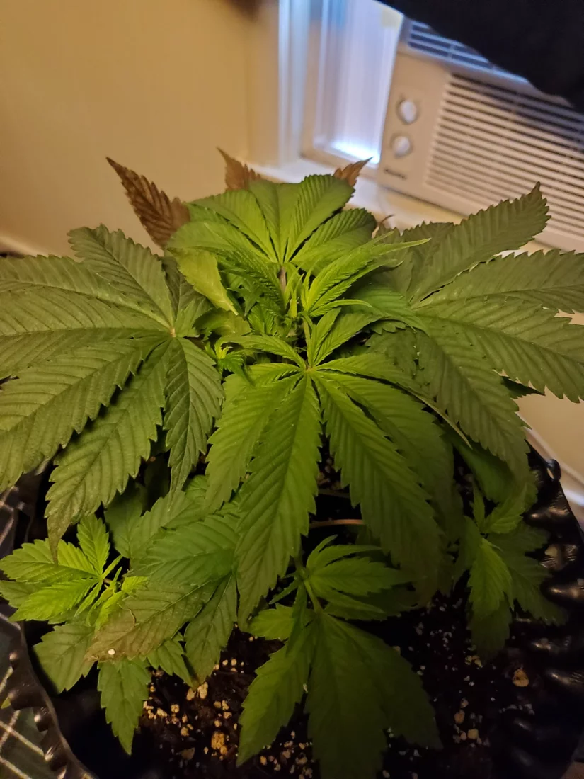 Root rot please help if its not too late 4
