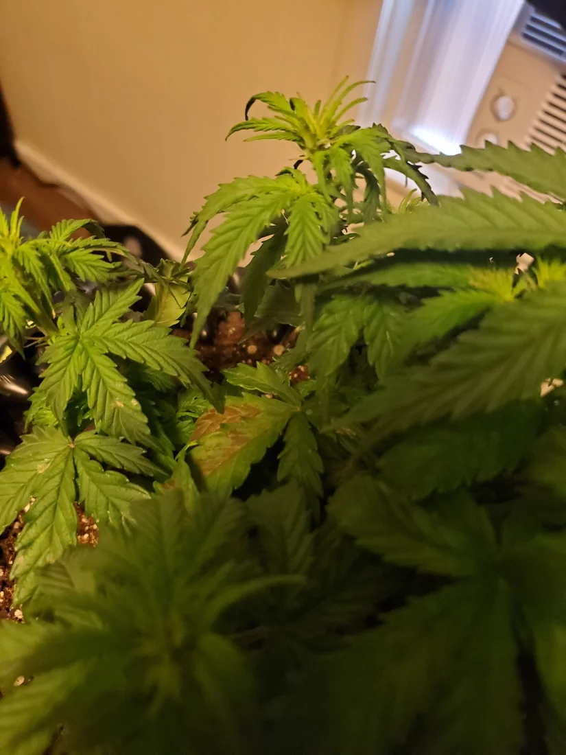 Root rot please help if its not too late 5