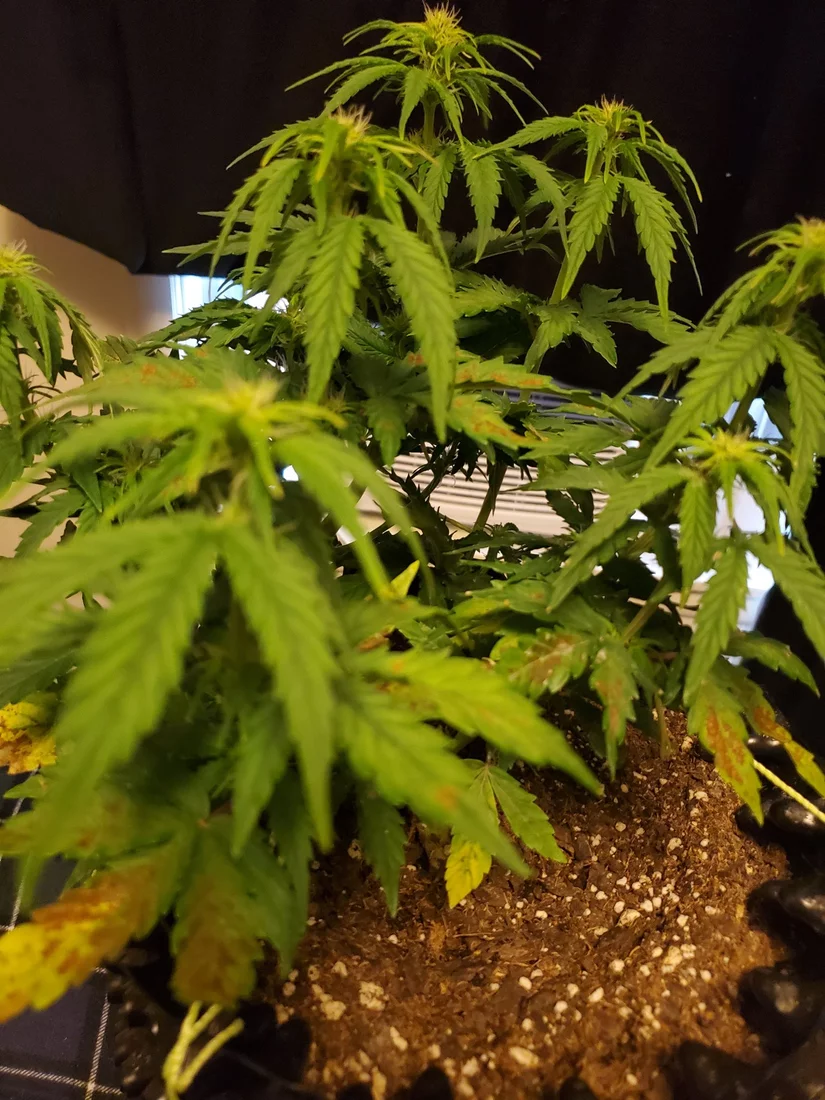 Root rot please help if its not too late 9