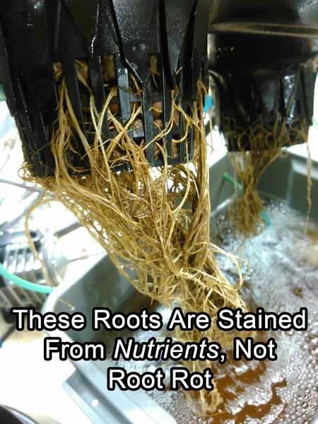 Root staining from nutrients sm