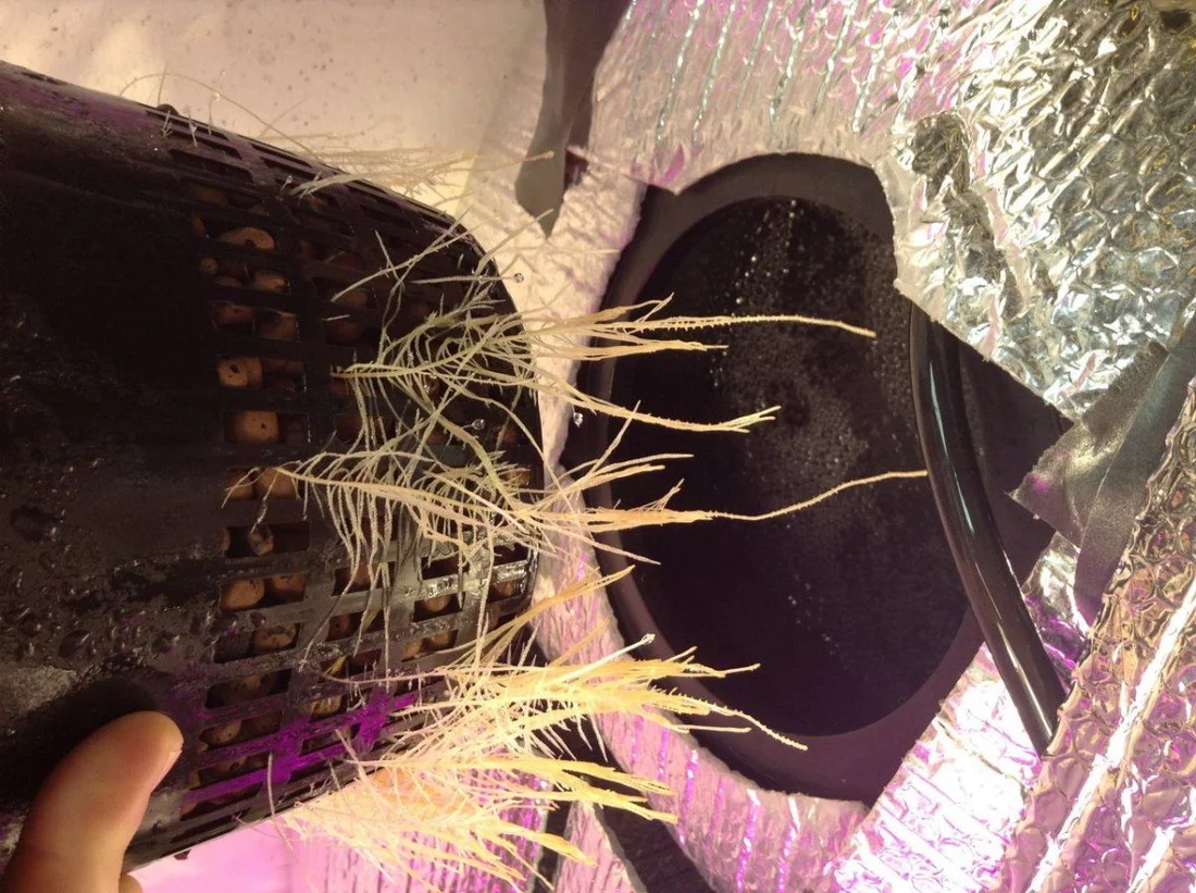 Roots not falling into under current water 2