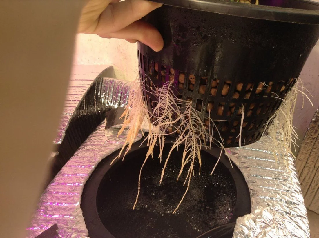 Roots not falling into under current water 5