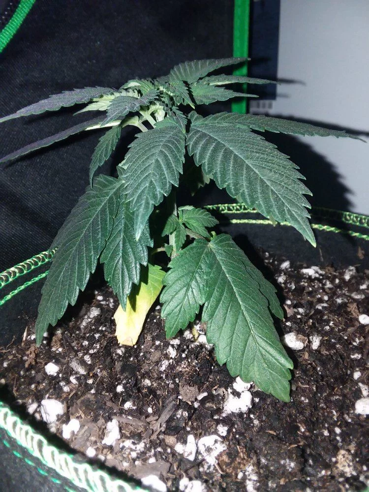 Second grow   drooping yellowing 4