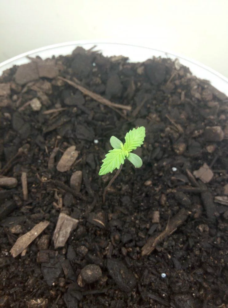 Seedling with stunted growth and setup help 3