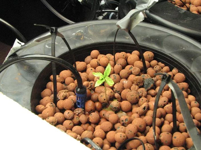 Seedlings 008a