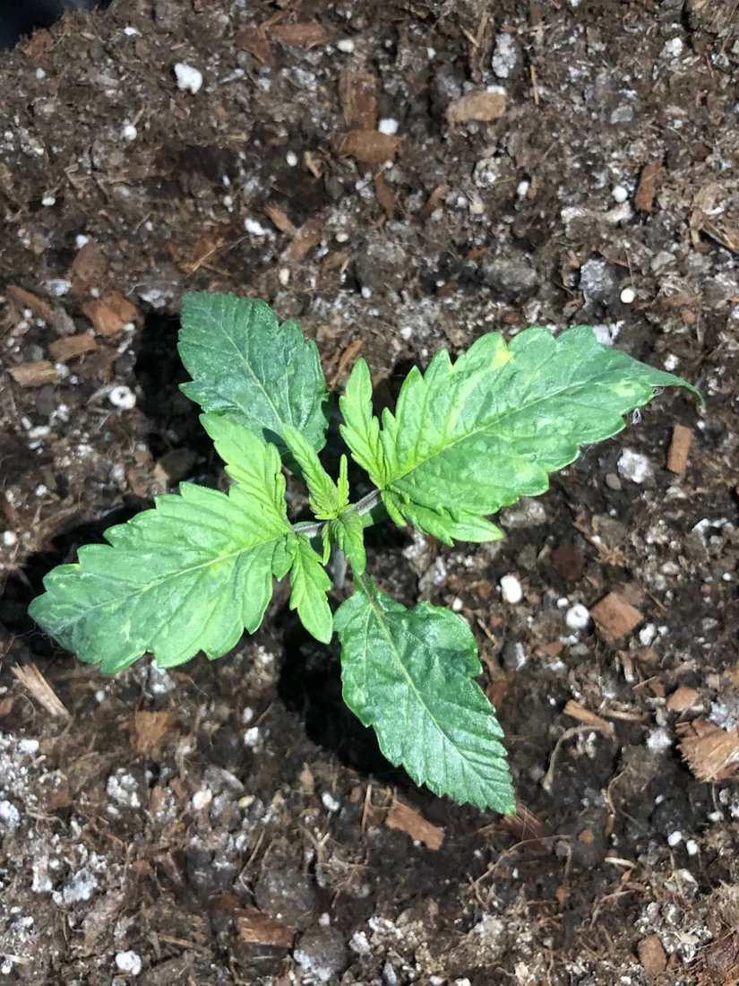 Seedlings deformation please i need help 2