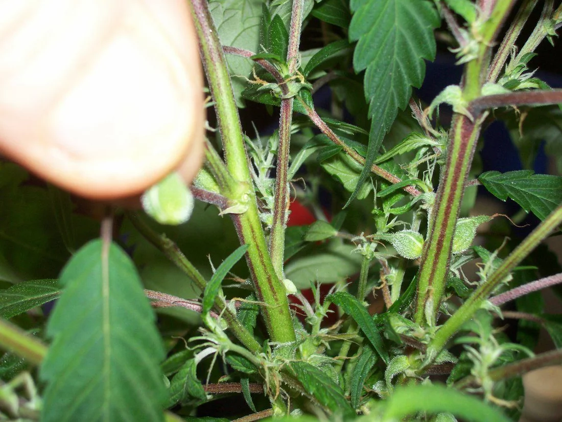 Seeds growing on vegging plant 2