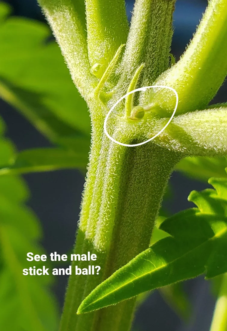 Sexing cannabis plants male staminate