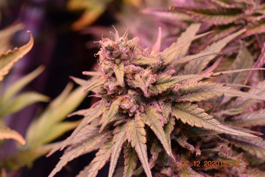 Sharing my current grow flowers  close up 11 10
