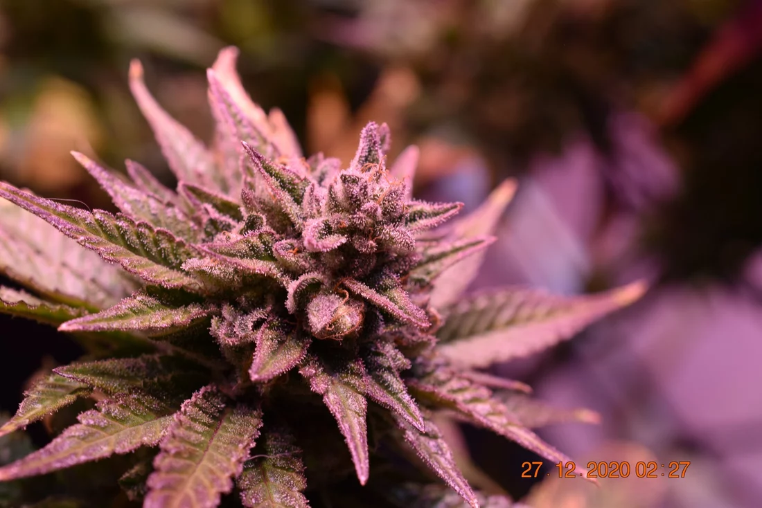 Sharing my current grow flowers  close up 11 13