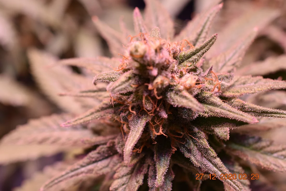Sharing my current grow flowers  close up 11 15