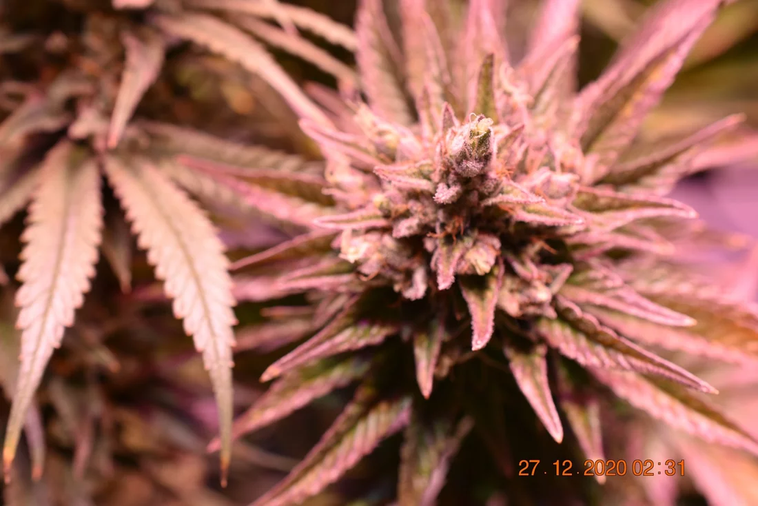 Sharing my current grow flowers  close up 11 16