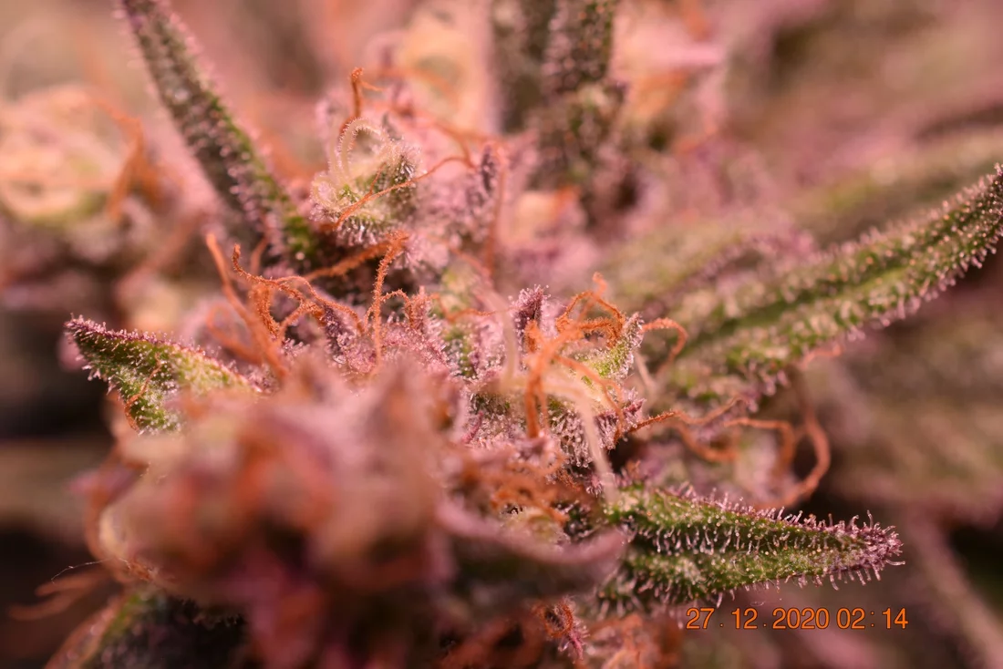 Sharing my current grow flowers  close up 11 6