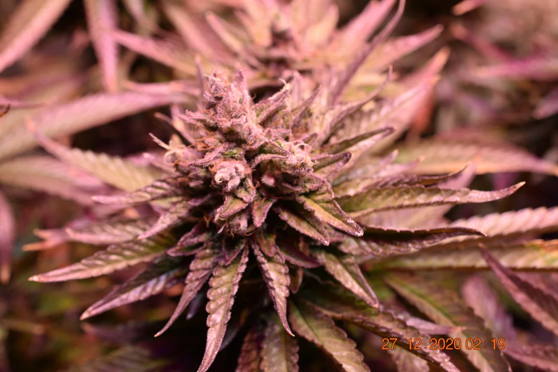 Sharing my current grow flowers  close up 11 8