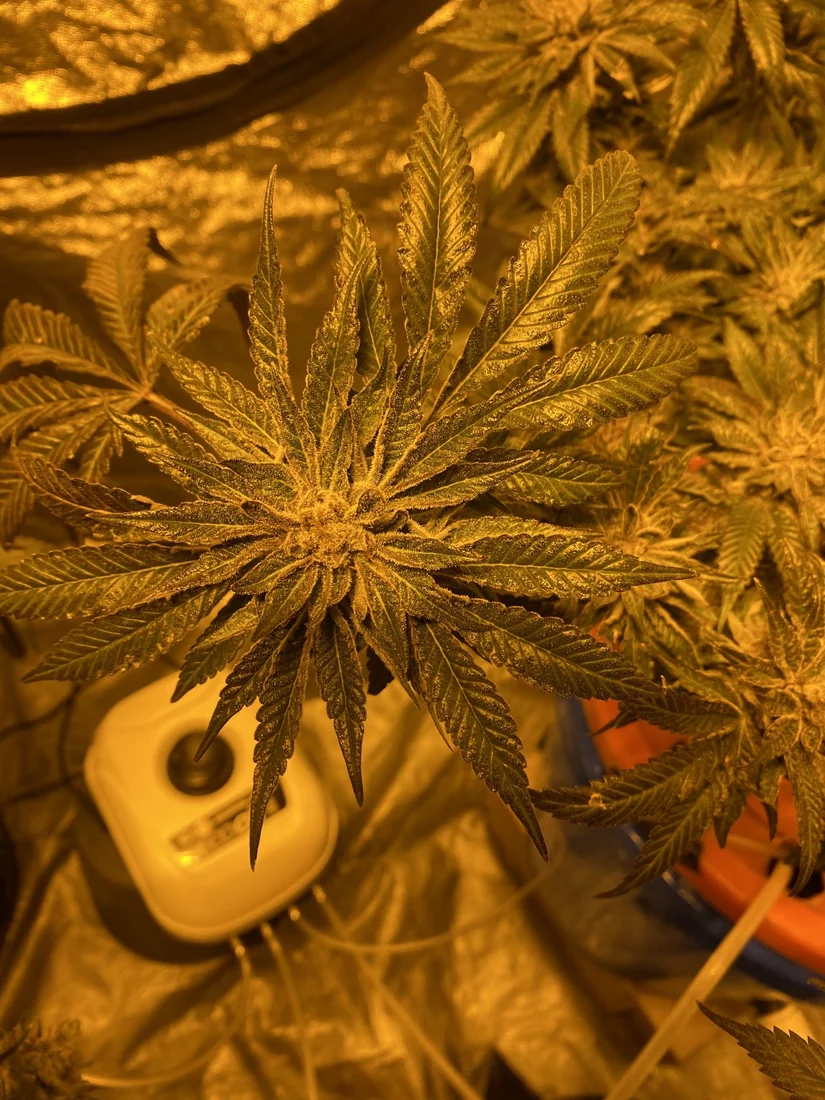 Shiny leaves mid to late flower 3