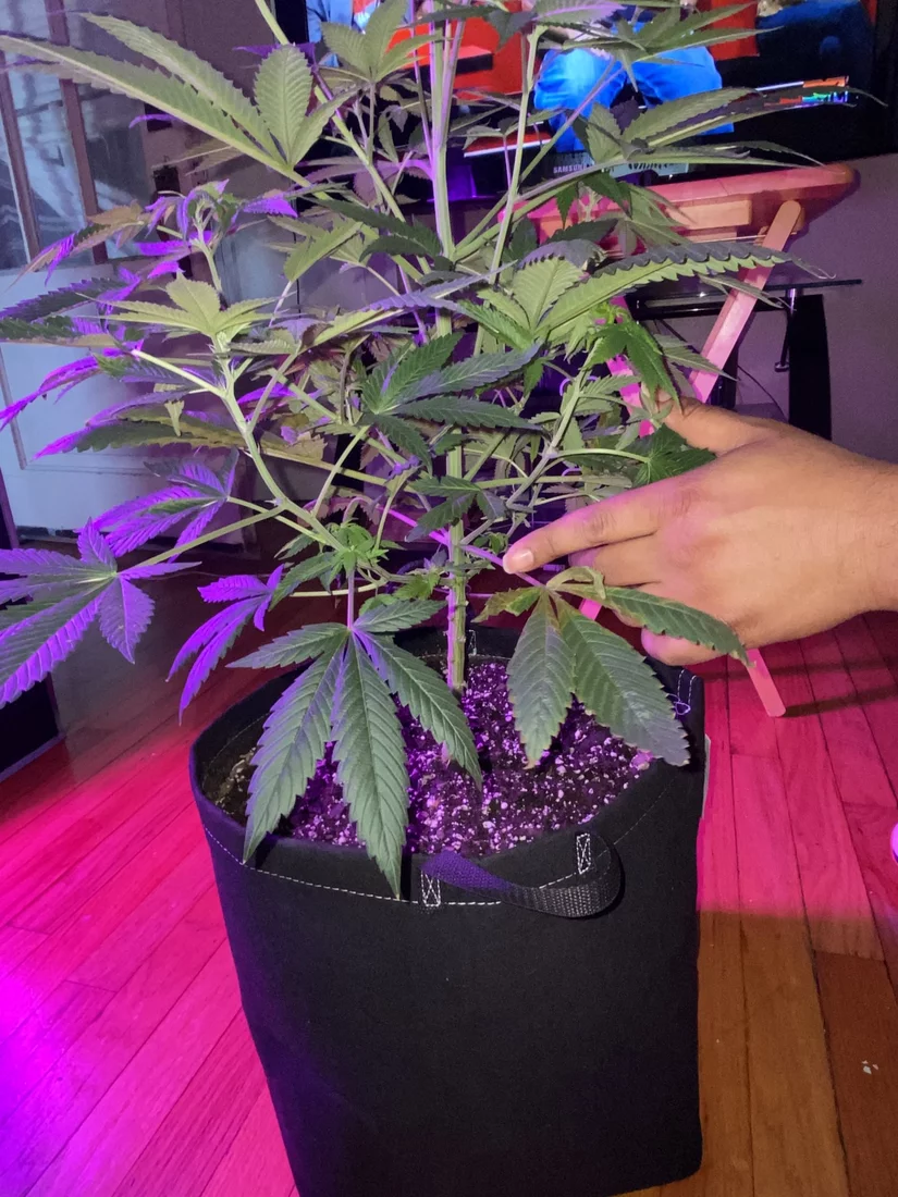Should i cut off my fan leaves during flowering stage 3