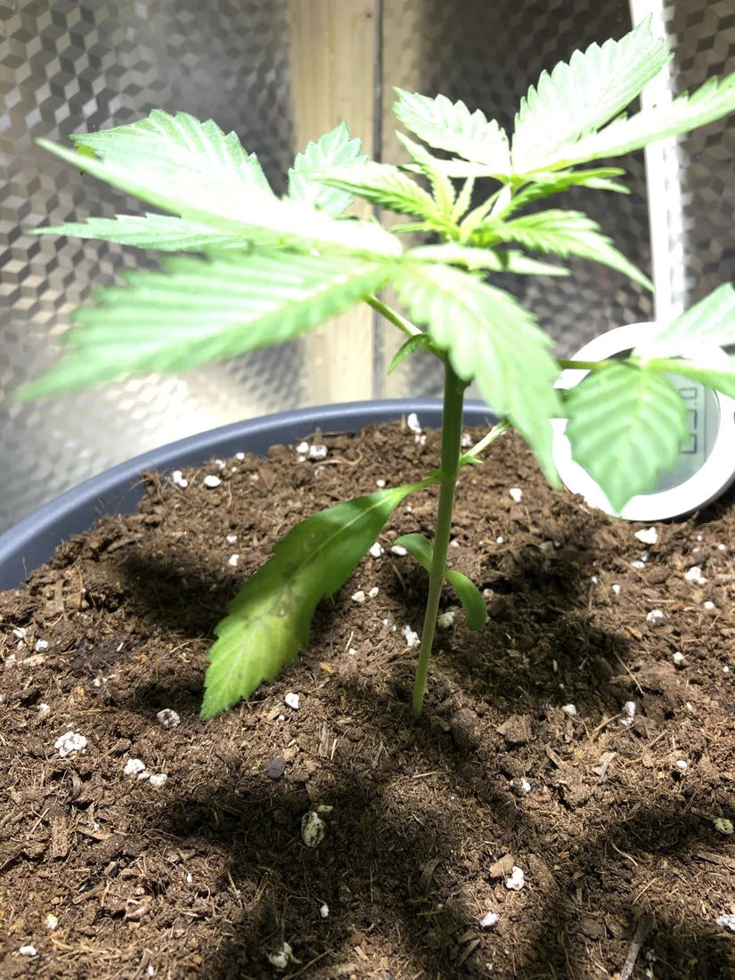 Should i cut the affected leaves off 2