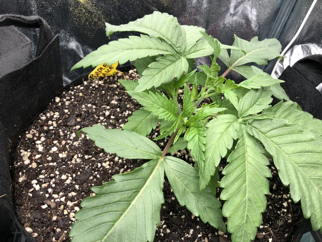 Should i defoliate leaves are blocking some sites 2