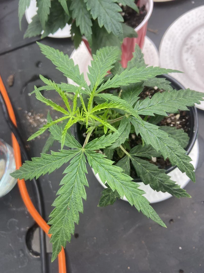 Should i transplant my 8 oz cup to a gallon pot  my plants are regular seeds 9
