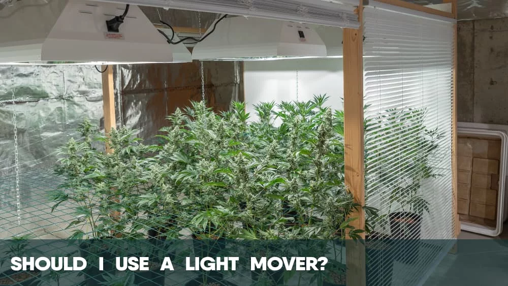 Should I use a light mover for cannabis